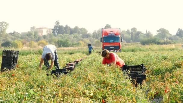 Αγρότες Μαζεύοντας Ντομάτες Καλοκαίρι Νότια Ιταλία — Αρχείο Βίντεο