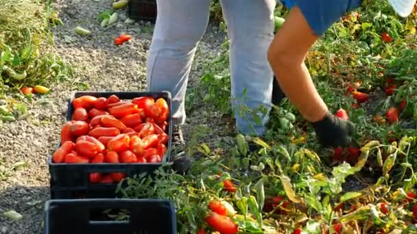 Италии Женщина Выращивает Помидоры Летом — стоковое видео