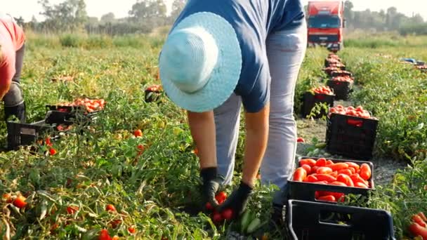 意大利南部夏季番茄收获 女人们采摘番茄 — 图库视频影像