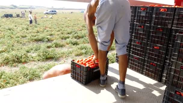 fiatal gazdálkodók paradicsomot rakodnak a teherautóra - Dél-Olaszország