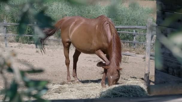 夏のパドックで食べる美馬のポルタリット — ストック動画