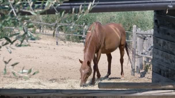 美しい馬の肖像画は牧場で干し草を食べる — ストック動画