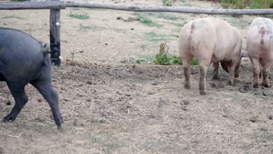 saman domuz güzel grup portresi