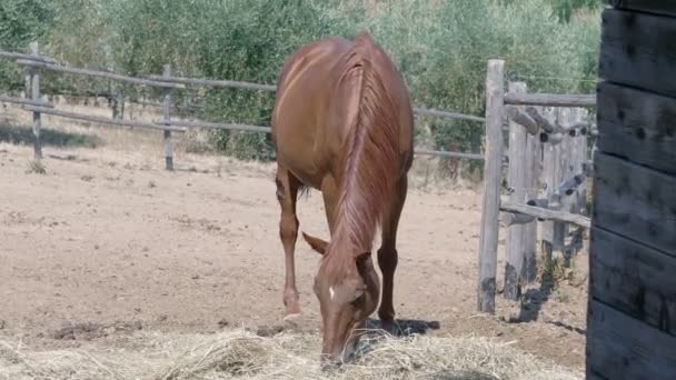 美しい馬のパドックに干し草を食べて — ストック動画