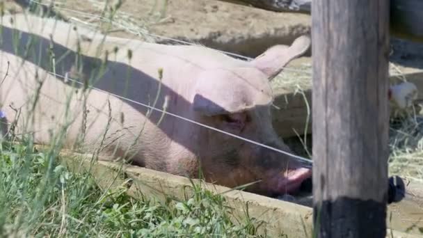 有趣的大粉红色的猪喝水 — 图库视频影像
