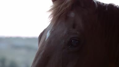 ülkede güzel at kafası üzerinde yakın