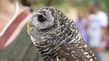 güzel baykuş, portre yakından