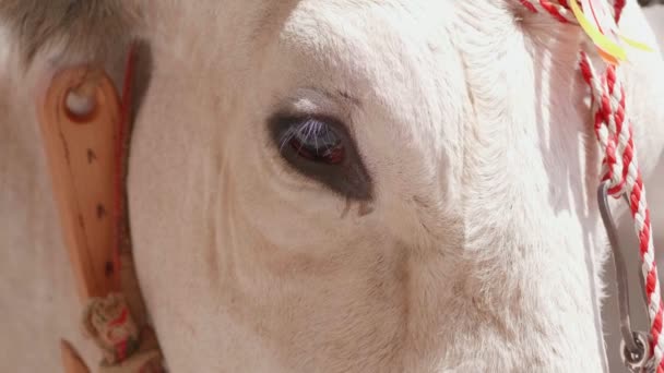 白い美しい牛の肖像ヘマタイトを閉じる — ストック動画