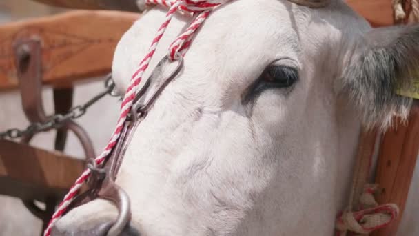 Chianina Vacas Cabeza Cerca — Vídeo de stock