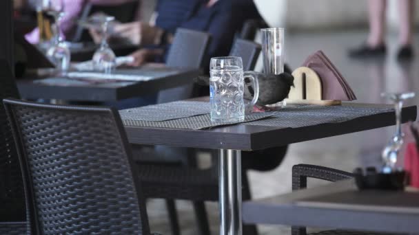 Pigeon Sur Table Restaurant Manger Des Miettes — Video