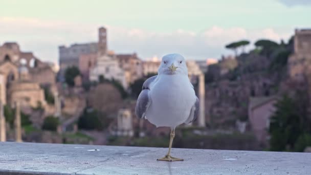 Bela Gaivota Coxo Com Roma Fundo — Vídeo de Stock