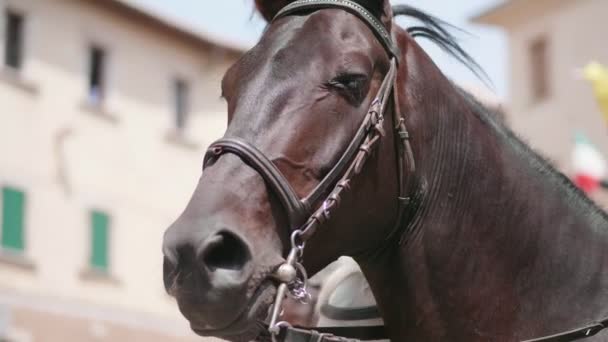 Zavřít Portrét Krásného Pyšného Černého Koně — Stock video