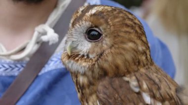 güzel kukumav portresi