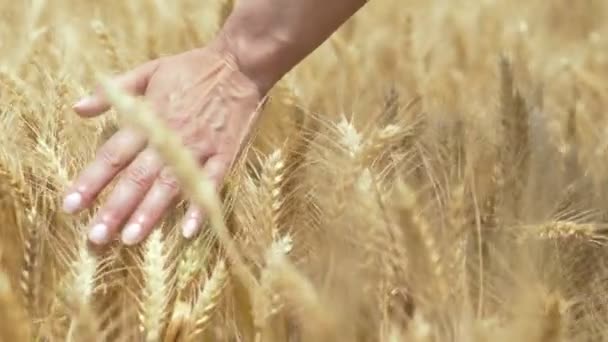 Vicino Alla Spazzola Della Mano Della Donna Contro Spighe Campo — Video Stock