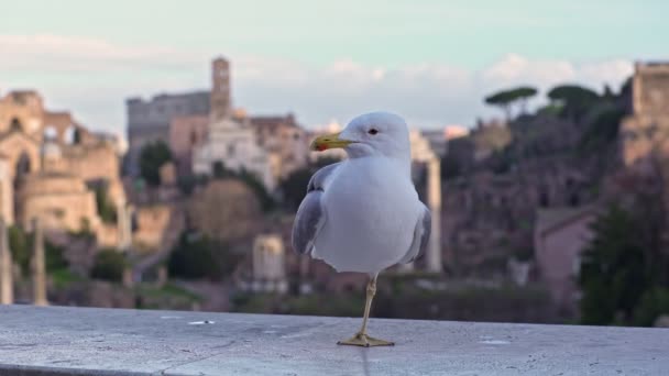 Arka Planda Roma Ile Güzel Topal Martı — Stok video