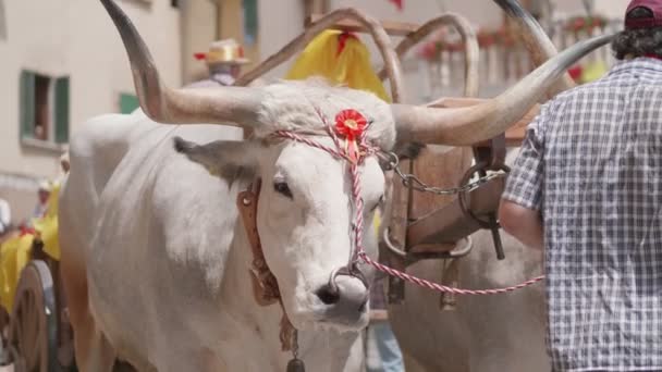 Αγελάδες Chianina Κατά Διάρκεια Ενός Χωριού Πάρτι Στην Τοσκάνη — Αρχείο Βίντεο