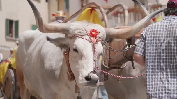 Chianina Koeien Tijdens Een Dorpsfeest Toscane — Stockvideo