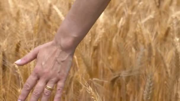 在小麦耳朵上流动的女人的手的特写肖像 — 图库视频影像