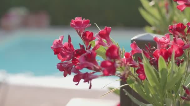 Lila Blommor Rörda Vinden Sommardag — Stockvideo