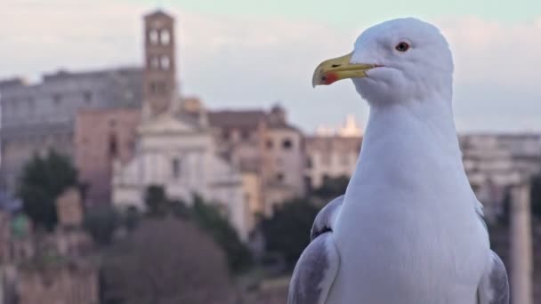 Arka Planda Roma Ile Güzel Topal Martı — Stok video