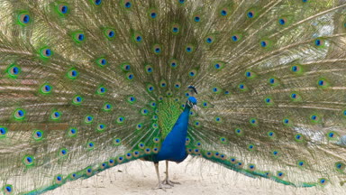 Güzel tavuskuşu yakın atış