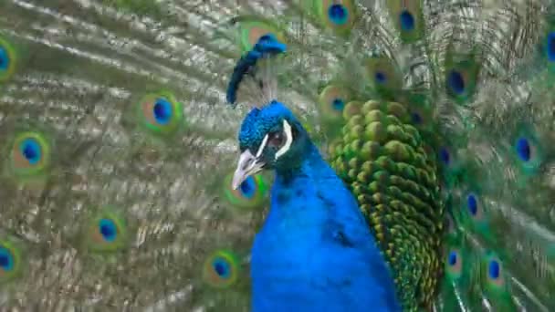 美しい孔雀をクローズ アップ ショット — ストック動画