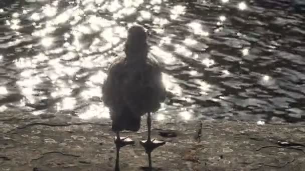 Naturaleza Paz Tranquilidad Gaviota Junto Mar Atardecer Bristol Reino Unido — Vídeo de stock