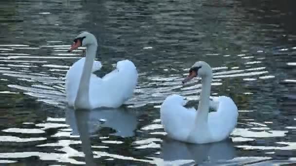 Two Majestic White Swans Swim Water Bristol — стоковое видео
