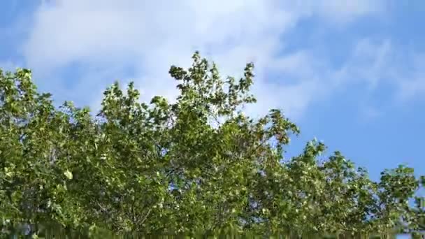 Séta Buja Erdők Tavasszal Nap Természet Jól Lét — Stock videók