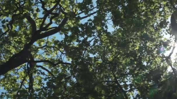Солнце светит сквозь ветви и листья деревьев в лесу — стоковое видео