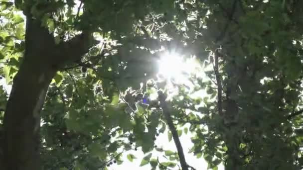 Sole che splende tra i rami e le foglie di alberi in una foresta — Video Stock