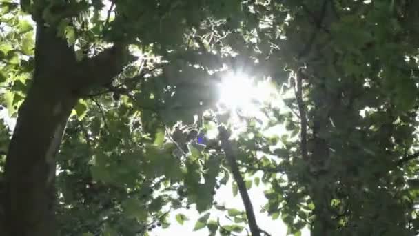 Solen skiner genom grenar och blad av träd i en skog — Stockvideo