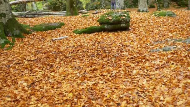 Fugitivo Escapa Bosque Corriendo Saltando Cámara Lenta — Vídeos de Stock