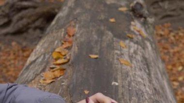 Çift elele ormandaki bir ağaç gövdesi üzerinde barış yapar