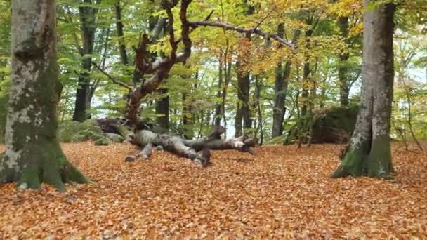 Mann Läuft Allein Wald Und Hängt Ast Eines Baumes — Stockvideo