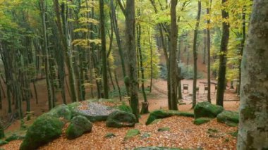 Sonbahar ormanında yürürken