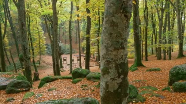 Περπατώντας Μέσα Από Φθινόπωρο Δάσος — Αρχείο Βίντεο
