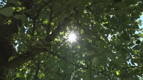 Ακτίνες Του Ήλιου Μέσα Από Δέντρα Φύση Ειρήνη Κυρ — Αρχείο Βίντεο