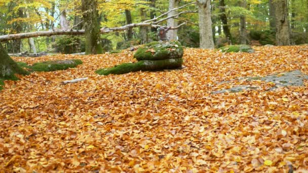 Człowiek Działa Samotnie Lesie Skoki Konkurencja Zwycięstwo Slow Motion — Wideo stockowe