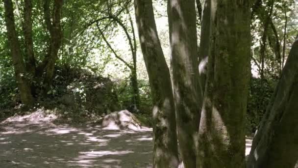 Dans la nature. Jeune homme seul courant dans la forêt 