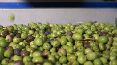 Zeytin düşen gıda, Doğa, sağlık - ağır çekim
