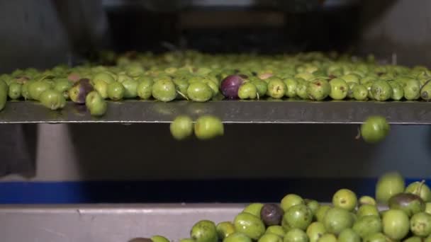 Olivolja Kvarn Olive Oil Produktion — Stockvideo
