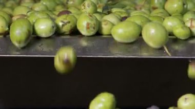 Zeytinyağı üretim - kontrol zeytin - Güney İtalya