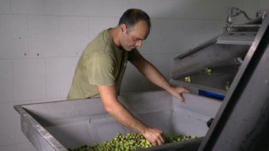 Zeytinyağı üretim-çiftçi kontrol zeytin