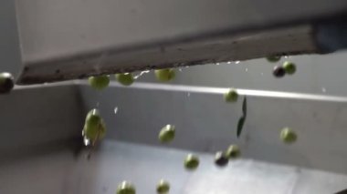Zeytin sanayi-petrol üretim-zeytin düşen - ağır çekim