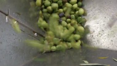 Kırıcı-zeytin düşen Zeytin üretim - Güney İtalya petrol.