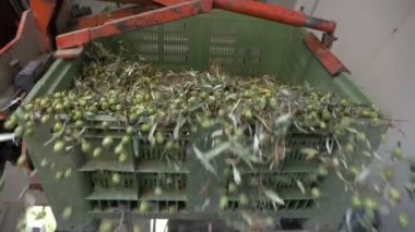 İtalya - zeytin yağı çiftlik zeytin düşen - ağır çekim aldı - Güney