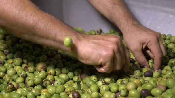 Boeren Handen Controleren Olijven Olijfolie Boerderij Zuid Italië — Stockvideo