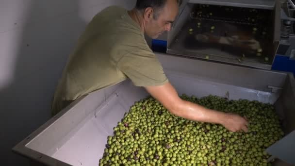 Фермер Чистит Свежие Оливки Производство Оливкового Масла — стоковое видео