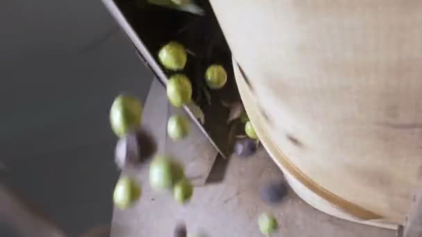 Оливки Падают Дробилке Югу Италии Замедленная Съемка — стоковое видео